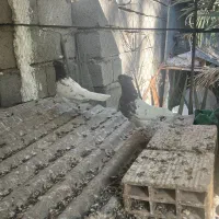 کبوتر|پرنده|بم, |دیوار