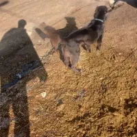 طوله سگ قهدریجان|سگ|بیلوار, |دیوار