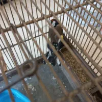 سهره نر|پرنده|کرج, کیانمهر|دیوار