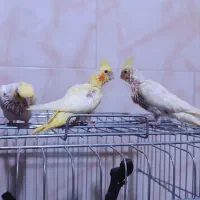 عروس هلندی مولد|پرنده|کرج, اخترآباد|دیوار