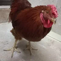 خروس گلپایگانی