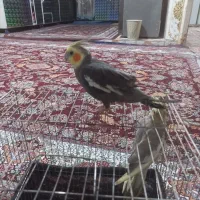 جفت عروس پاریس