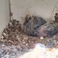 فروش تعدادی کبوتر|پرنده|هندیجان, |دیوار