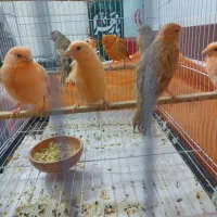 قناری ردفاکتور ویترین ۱۱ عدد زیبا