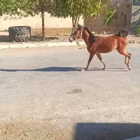 اسب|اسب و تجهیزات اسبسواری|بیلوار, |دیوار