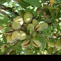بادام اعلا. درشت. ۱۸۰.