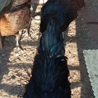 مرغ و خروس بالغ