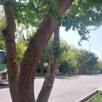 رهن-واجاره-فوری-فاز1-ویلایی200متر-2خ-600با12