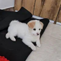 سگ مالتیز مینیاتوری نر ۴ماهه