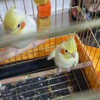 یک جفت عروس|پرنده|قم, پردیسان|دیوار
