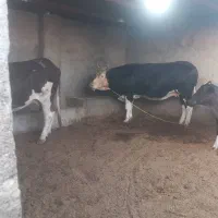 گوساله گاو خشک|حیوانات مزرعه|زابل, |دیوار