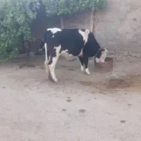 تلیسه سیمینتال پای کل شیری گوشتی 350