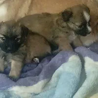 دو عدد توله سگ با نژاد خاص وسه عدد سگ ماده