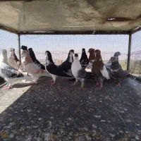 کبوتر کفتر بومب رنگه|پرنده|مشهد, منزل آباد|دیوار