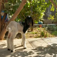 بره شیری کرمانشاهی