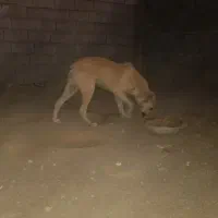 سگ افقان|سگ|بیرجند, |دیوار