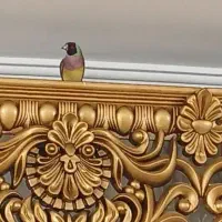 گلدین و بنگالی