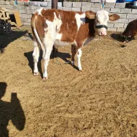 گاو خانگی|حیوانات مزرعه|بندر ماهشهر, |دیوار