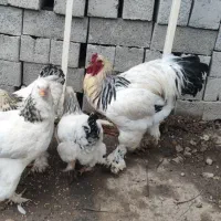 جوجه برهما و مرغ کوهی