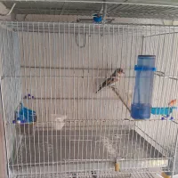 با سلام سهره نر|پرنده|سقز, |دیوار