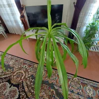 گل ذرتی|گل و گیاه طبیعی|شیراز, شهرک مطهری|دیوار