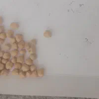 نخود درجه یک