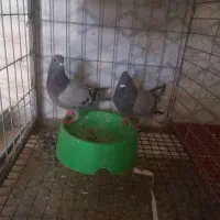 کفتر|پرنده|اهواز, کمپلو جنوبی|دیوار