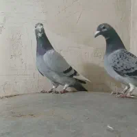 جفت نروماده پلاکی نامبروان|پرنده|آذرشهر, |دیوار