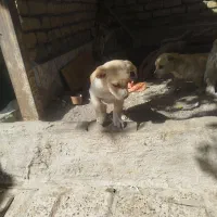 سگ های زیبا نر و ماده|سگ|مشهد, الهیه|دیوار