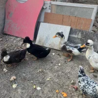 اردک کاکلی بالی|حیوانات مزرعه|وحیدیه, |دیوار