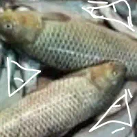 ماهیگیری با طعمه پاشی در دریا|ماهیگیری|فرح آباد, |دیوار