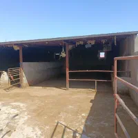 رهن خانه و گاوداری|اجارهٔ خانه و ویلا|تاکستان, |دیوار