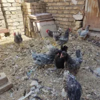 مرغو خروس گلین طوسی بی غلط|حیوانات مزرعه|قم, یزدان‌شهر|دیوار