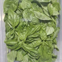 نیروی خانم جهت پاک کردن سبزی  عربا