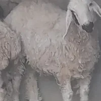 گوسفند ماده|حیوانات مزرعه|زهک, |دیوار