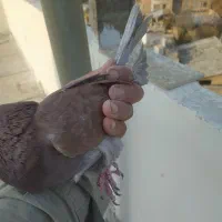 کفتر غریب|پرنده|بومهن, |دیوار