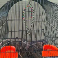 عروس هلندی|پرنده|مشهد, شهید علی محمدی|دیوار