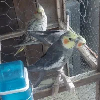 عروس هلندی  سخنگو