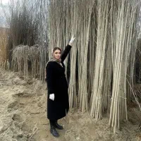 نهال پربار واصلاح شده