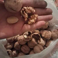 گردو و بادام|خوردنی و آشامیدنی|سراوان, |دیوار