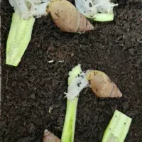 حلزون کلاژن ساز.کار در منزل