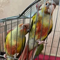 طوطی گرنچیک|پرنده|اهواز, یوسفی|دیوار