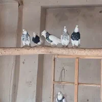 طوقی زرین قیمت بالا