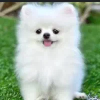 سگ پیداشده