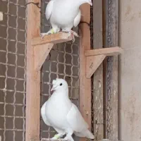 ماده به شرط تخم و جوجه