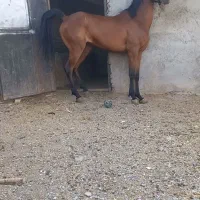اسب مادیون
