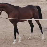 اسب خالص نریان