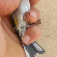 جوجه سهره