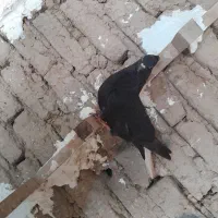 دم سفید ماده