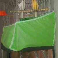 قناری نر ماده|پرنده|آزادشهر, |دیوار